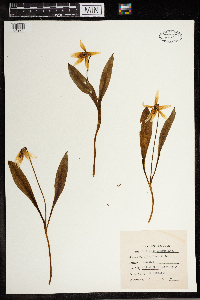 Erythronium albidum image