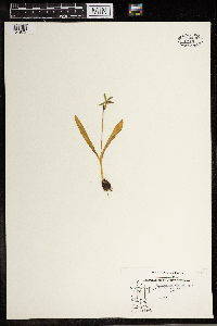 Erythronium albidum image