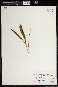 Erythronium albidum image