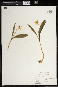 Erythronium albidum image
