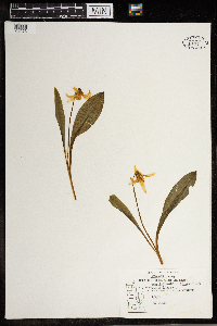 Erythronium albidum image