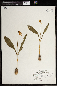 Erythronium albidum image