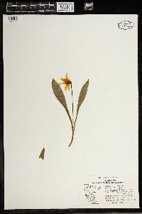 Erythronium albidum image