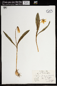 Erythronium albidum image