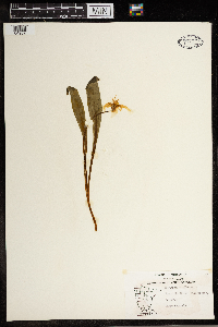 Erythronium albidum image