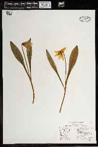 Erythronium albidum image
