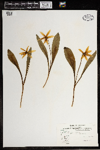 Erythronium albidum image