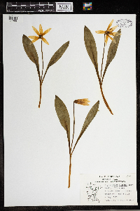 Erythronium albidum image