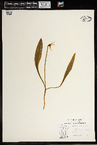 Erythronium albidum image