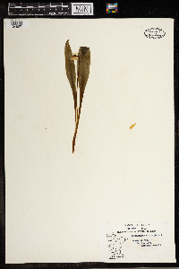 Erythronium albidum image