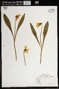 Erythronium albidum image