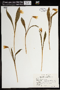 Erythronium albidum image