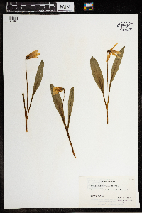 Erythronium albidum image
