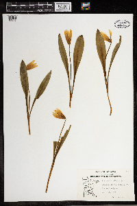 Erythronium albidum image