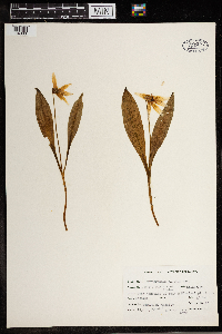 Erythronium albidum image