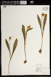 Erythronium albidum image