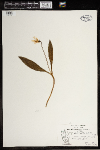 Erythronium albidum image