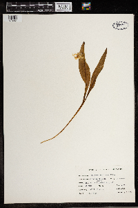 Erythronium albidum image