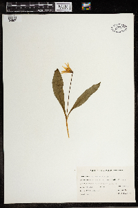 Erythronium albidum image