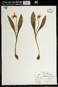 Erythronium albidum image