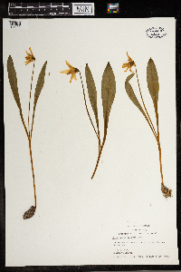 Erythronium albidum image