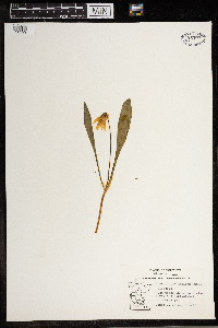 Erythronium albidum image