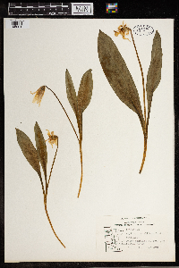 Erythronium albidum image