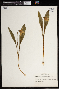 Erythronium albidum image