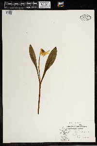 Erythronium albidum image