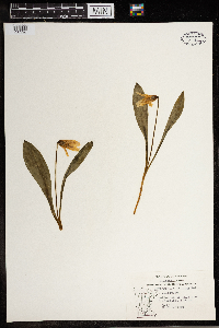 Erythronium albidum image