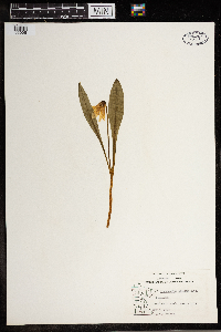 Erythronium albidum image