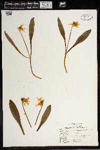 Erythronium albidum image
