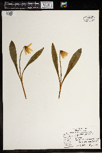 Erythronium albidum image