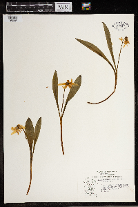 Erythronium albidum image