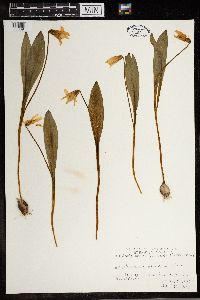 Erythronium albidum image