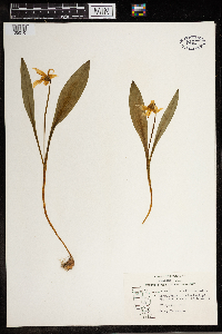 Erythronium albidum image