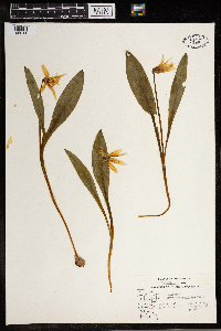 Erythronium albidum image