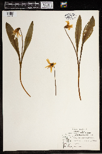 Erythronium albidum image