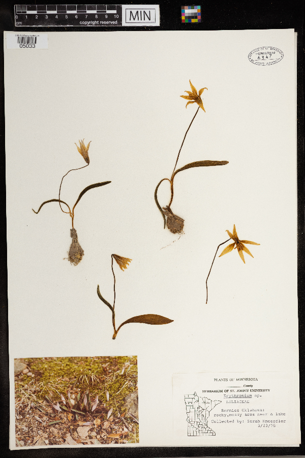 Erythronium image