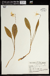 Erythronium grandiflorum image