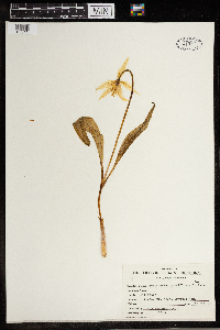 Erythronium grandiflorum image
