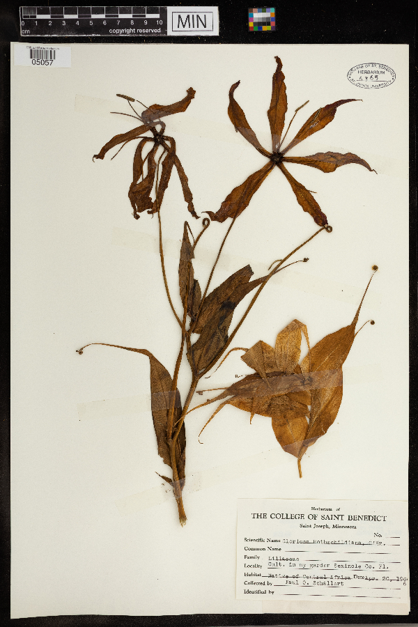 Gloriosa rothschildiana image