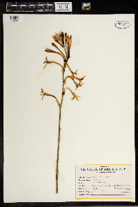 Agave tuberosa image