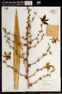 Image Associated With the Occurrence