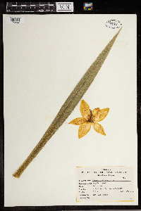 Yucca flaccida image