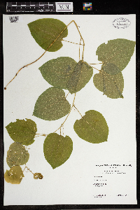 Smilax herbacea image