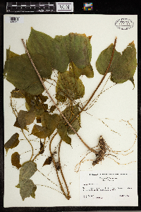 Dioscorea villosa image