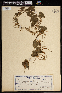 Dioscorea bulbifera image