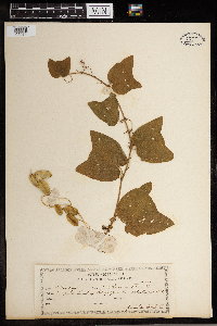 Dioscorea bulbifera image