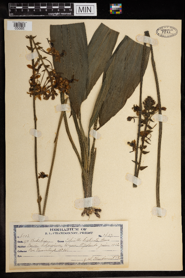 Calanthe triplicata image